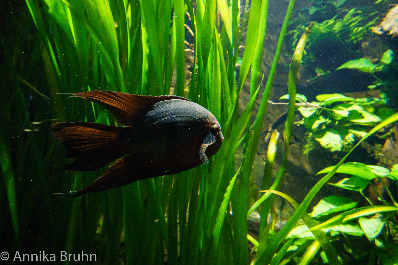 Fisch